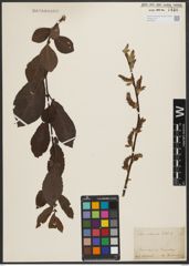 Foto von Salix silesiaca Willd.